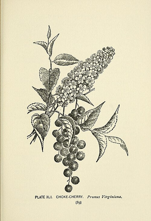 Prunus virginiana - Chokecherry