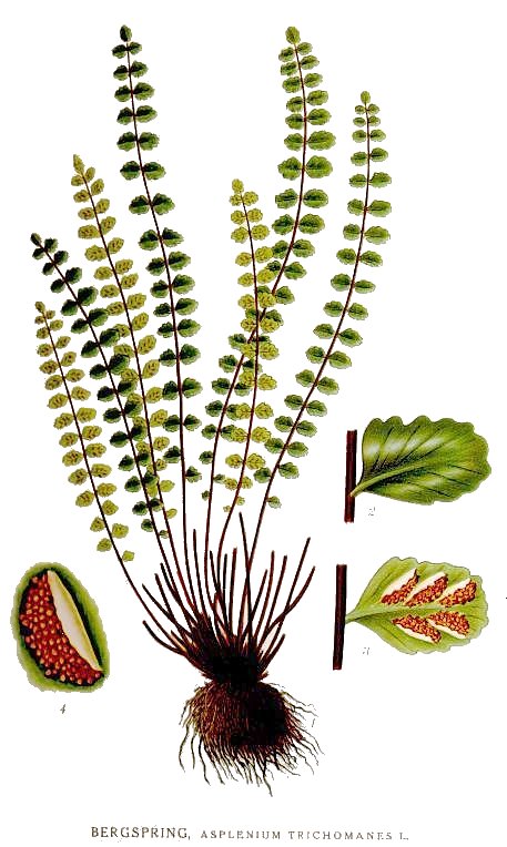 Asplenium trichomanes - Maidenhair Spleenwort