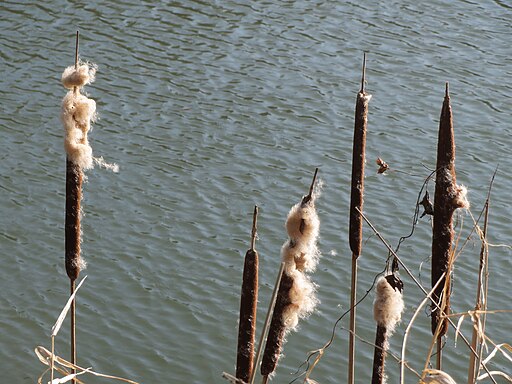 Typha latifolia - Broad-leaved Cat-tail