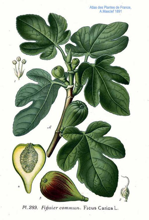 Ficus carica 'Brown Turkey'
