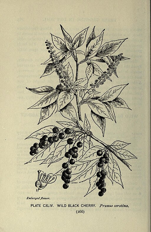 Prunus serotina - Black Cherry