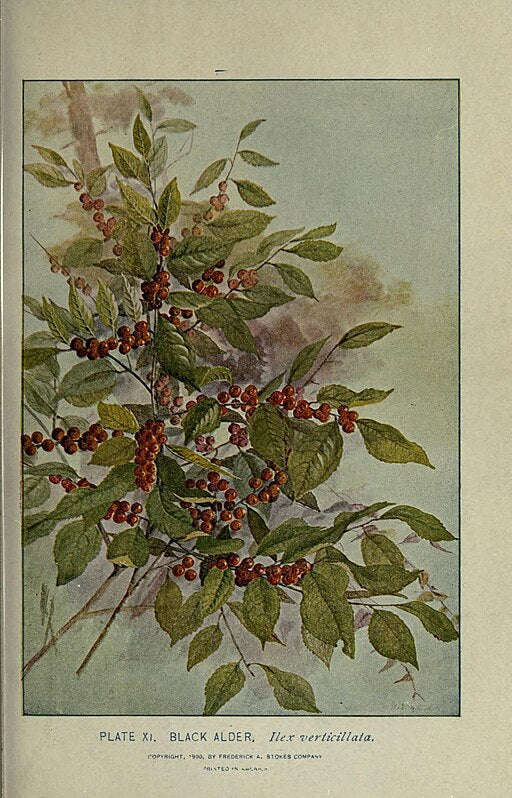 Ilex verticillata - Winterberry