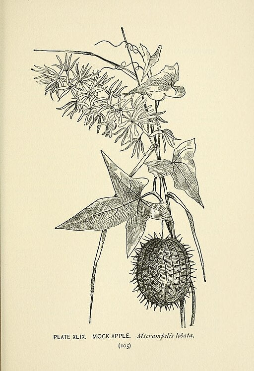 Echinocystis lobata