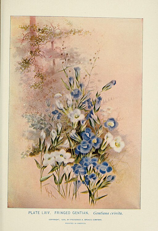 Gentianopsis crinita - Greater Fringed Gentian