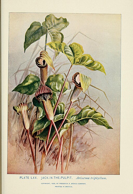 Arisaema triphyllum - Jack-in-the-Pulpit