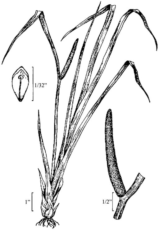 Acorus americanus - Sweet Flag