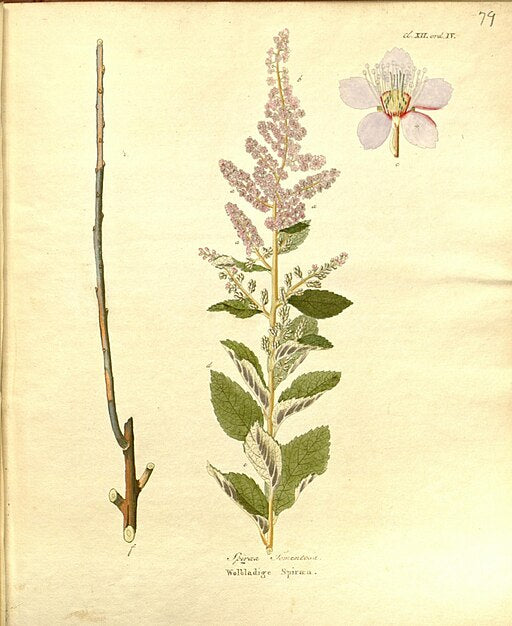 Spiraea tomentosa - Steeplebush