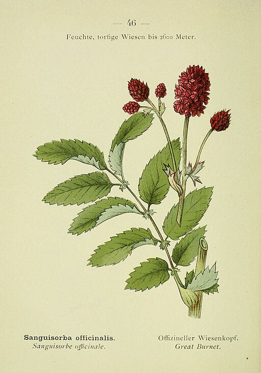 Sanguisorba officinalis 'Tanna'