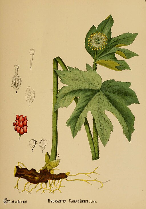 Hydrastis canadensis - Goldenseal