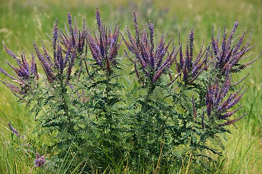 Amorpha canescens - Leadplant