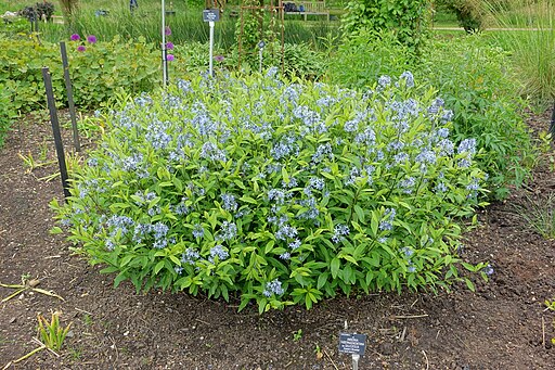Amsonia tabernaemontana var. salicifolia - Willowleaf Bluestar