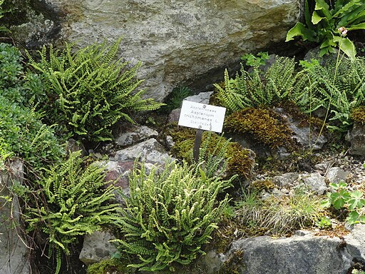 Asplenium trichomanes - Maidenhair Spleenwort