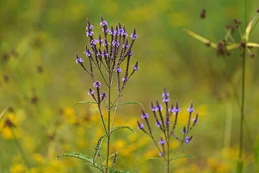 Verbena hastata