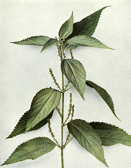 Boehmeria cylindrica - Small-spiked False Nettle