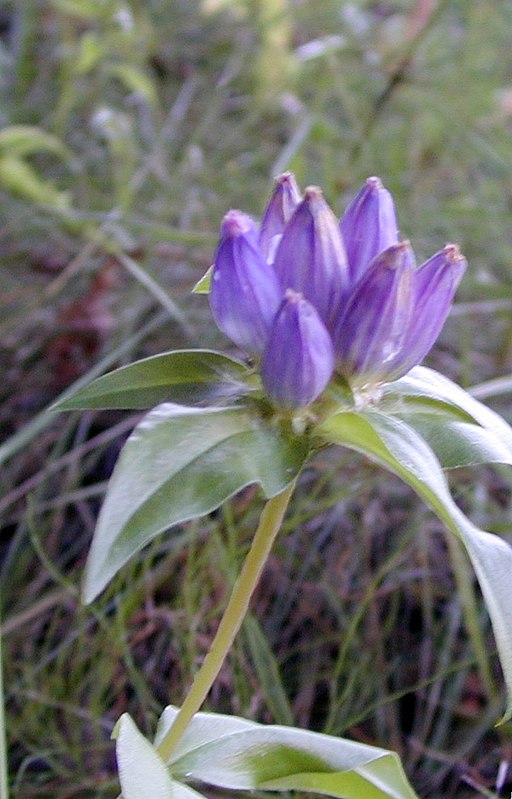 Gentiana clausa - Meadow Bottle Gentian