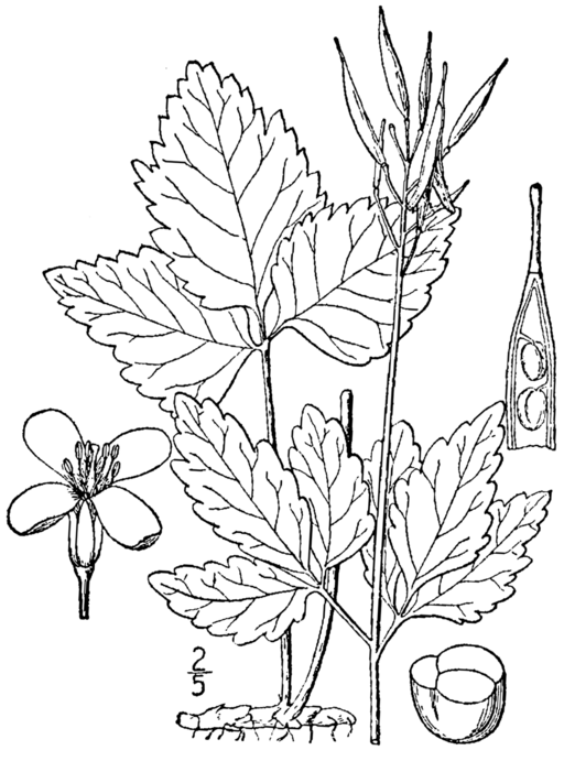 Cardamine diphylla - Two-leaved Toothwort