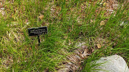 Carex pensylvanica