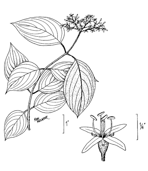Swida amomum subsp. obliqua - Silky Dogwood
