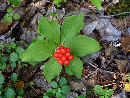 Chamaepericlymenum canadense - Bunchberry