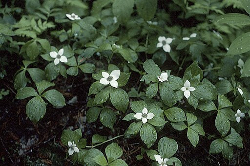 Chamaepericlymenum canadense - Bunchberry
