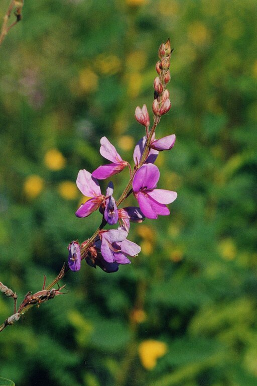 Desmodium canadense - Showy Tick Trefoil
