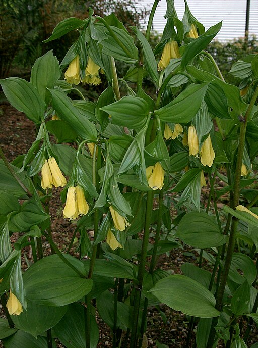 Disporum flavens