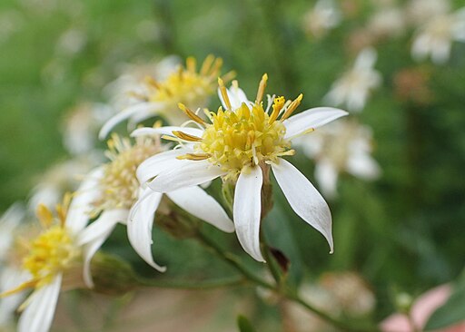 Doellingeria umbellata