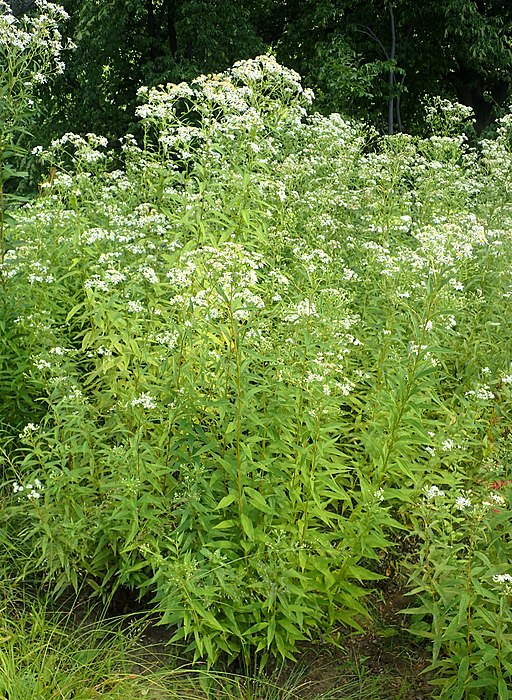 Doellingeria umbellata