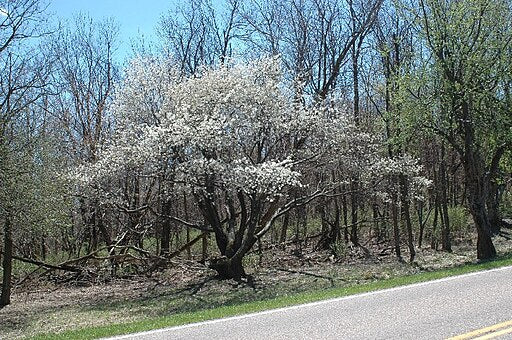 Amelanchier arborea - Downy Serviceberry