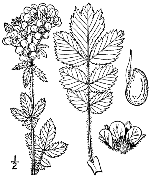 Drymocallis arguta - Tall Wood Beauty