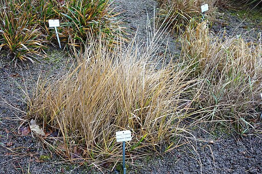 Glyceria canadensis - Rattlesnake Manna Grass