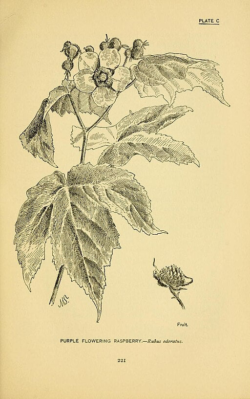 Rubus odoratus