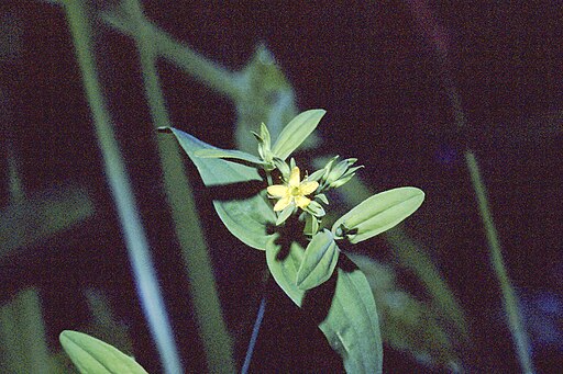 Hypericum mutilum - Dwarf St. Johnswort