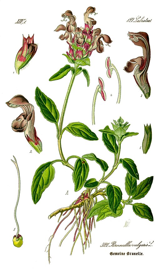 Prunella vulgaris 'Magdalena'