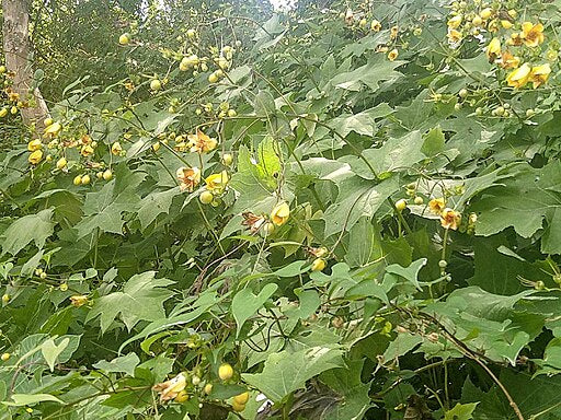 Kirengeshoma palmata