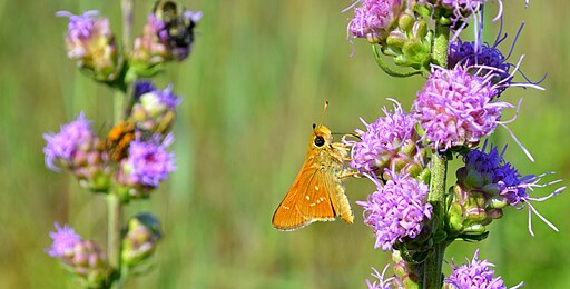 Liatris aspera