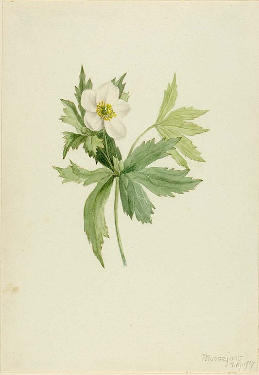 Anemone canadensis