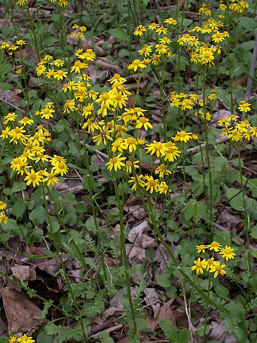 Packera aurea - Golden Groundsel