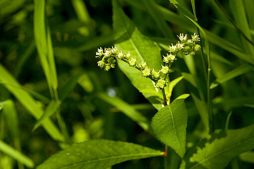 Penthorum sedoides
