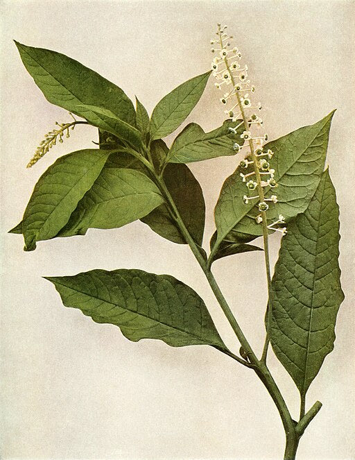 Phytolacca americana var. americana - Pokeweed