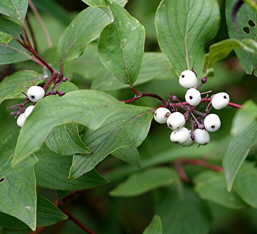 Swida sericea var. sericea - Red-osier Dogwood