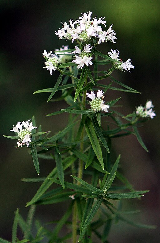 Pycnanthemum virginianum - Virginia Mountain Mint