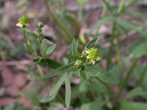 Ranunculus abortivus - Littleleaf Buttercup