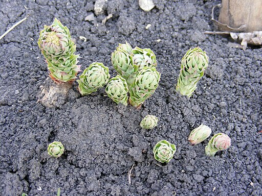Rhodiola rosea - Roseroot