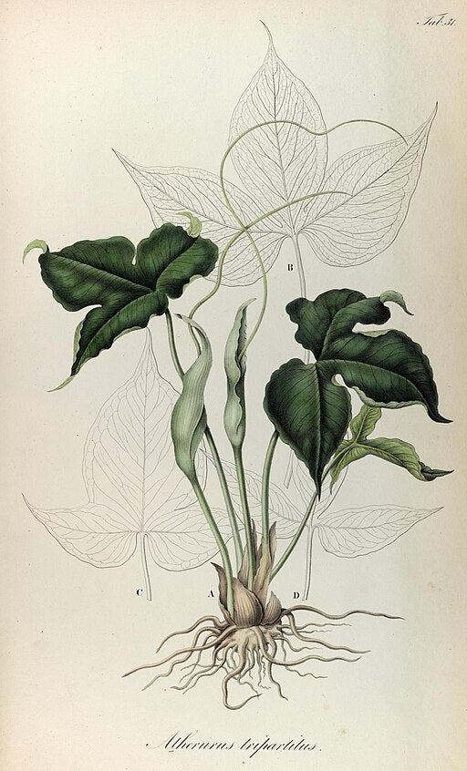 Pinellia tripartita