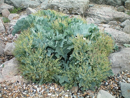 Crambe marítima