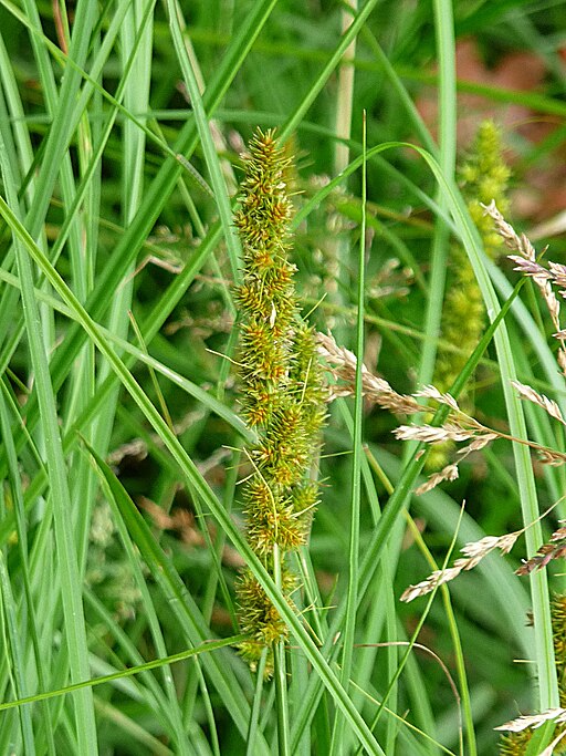Carex vulpinoidea - Fox Sedge