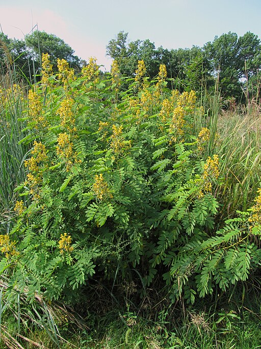 Senna hebecarpa - Northern Wild Senna