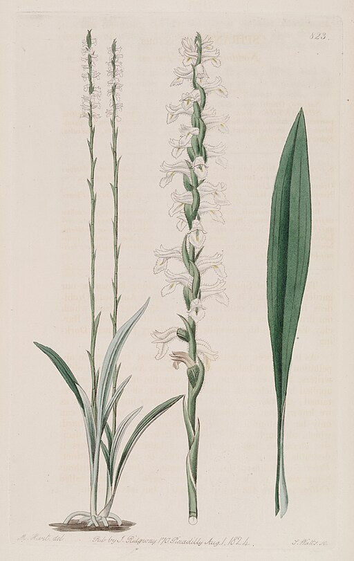 Spiranthes cernua v. odorata - Nodding Ladies'-tresses