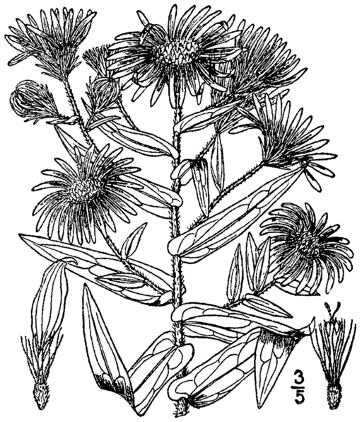 Symphyotrichum novae-angliae - New England Aster